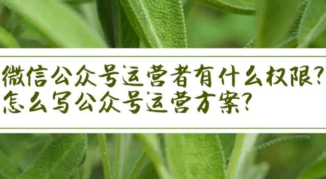 微信公众号运营者有什么权限?怎么写公众号运营方案?