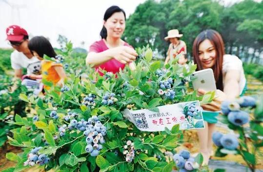 互联网+农业 加出三农万亿市场